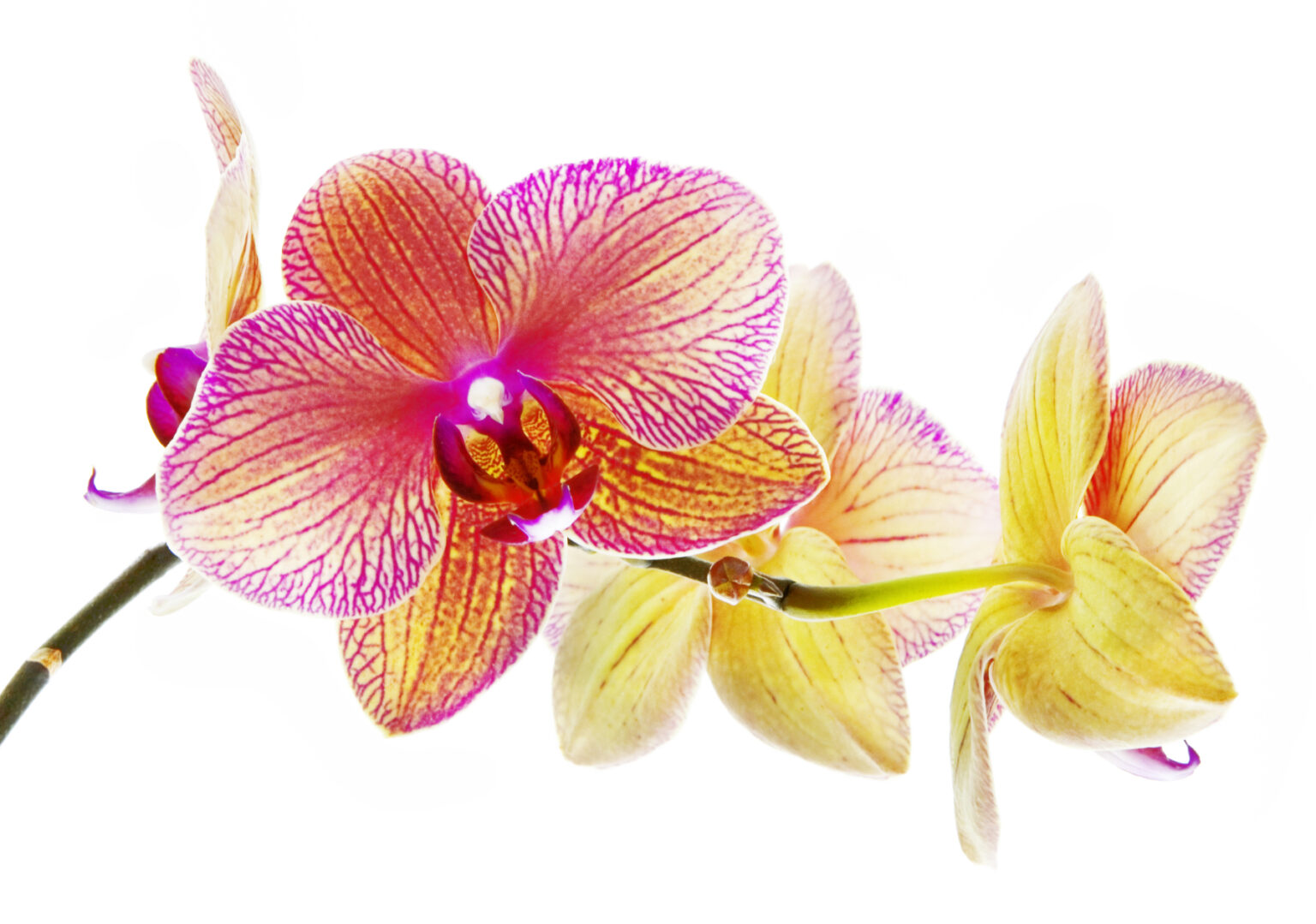 Orchideen wieder zum Blühen bringen Tipps und Tricks für den grünen